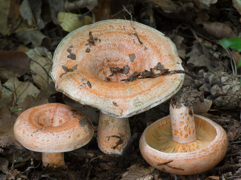 Lactarius deliciosus